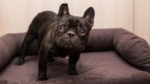 La Ley de Propiedad Horizontal lo avala: si tu perro ladra por la noche, te puedes enfrentar a indemnizaciones y a dejar tu casa hasta tres años - La atención temprana y el bienestar animal como vías para evitar el conflicto judicial