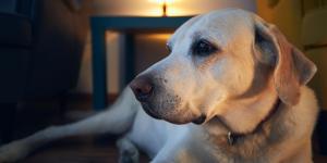 La Ley de Propiedad Horizontal lo avala: si tu perro ladra por la noche, te puedes enfrentar a indemnizaciones y a dejar tu casa hasta tres años