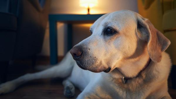 La Ley de Propiedad Horizontal lo avala: si tu perro ladra por la noche, te puedes enfrentar a indemnizaciones y a dejar tu casa hasta tres años