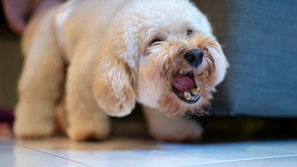 La Ley de Propiedad Horizontal lo avala: si tu perro ladra por la noche, te puedes enfrentar a indemnizaciones y a dejar tu casa hasta tres años - Las sanciones contempladas en la Ley de Propiedad Horizontal por ladridos excesivos por la noche
