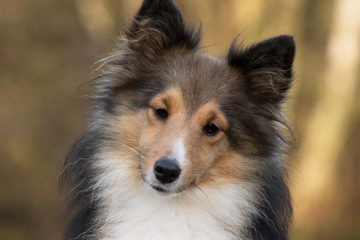 Карликовая колли шелти. Как называется мини колли. Карликовая колли шелти. Шетландская овчарка шелти. Шотландская овчарка шелти.