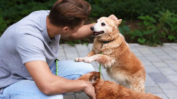 La psicología lo confirma: tu perro refleja perfectamente si eres una persona introvertida o extrovertida - No es casualidad: tu personalidad influye en tu perro más de lo que imaginas