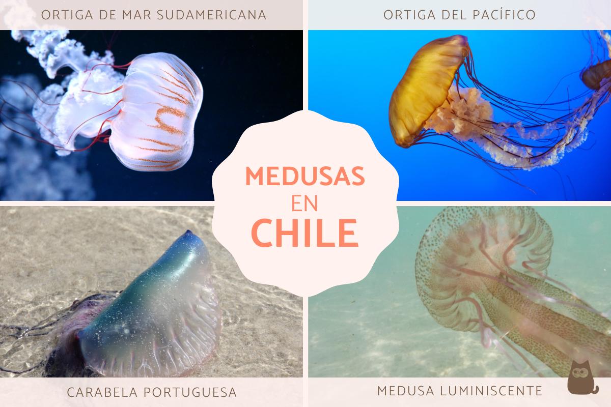 Tipos de medusas en Chile