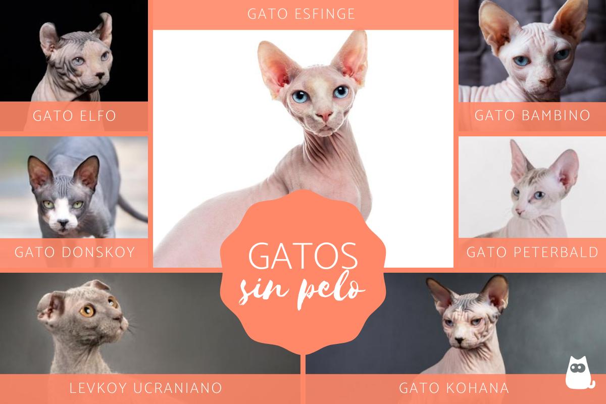 7 razas de gatos sin pelo