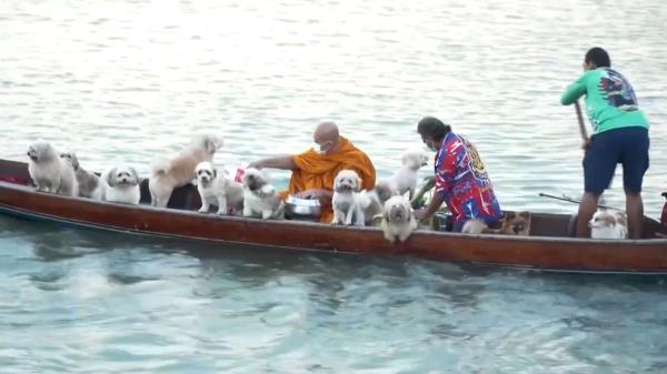 Más de 10 perros abandonados encontraron un hogar en un templo budista de Tailandia y ahora acompañan a un monje por el río cada mañana - La combinación de espiritualidad, calma y perros rescatados hizo viral la rutina del monje