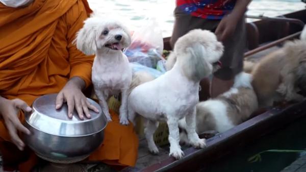 Más de 10 perros abandonados encontraron un hogar en un templo budista de Tailandia y ahora acompañan a un monje por el río cada mañana - La relación entre religión y animales que también existe en otros países