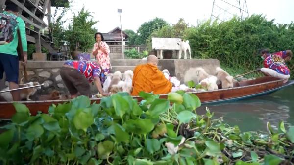 Más de 10 perros abandonados encontraron un hogar en un templo budista de Tailandia y ahora acompañan a un monje por el río cada mañana - La tradición budista detrás de la emotiva travesía del monje y sus perros