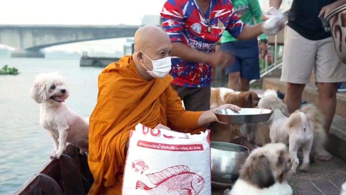 Más de 10 perros abandonados encontraron un hogar en un templo budista de Tailandia y ahora acompañan a un monje por el río cada mañana