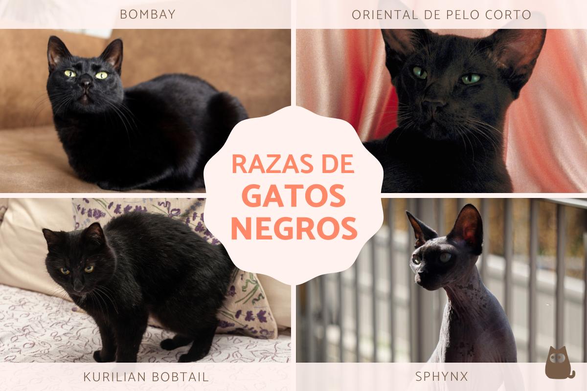 Razas de gatos negros