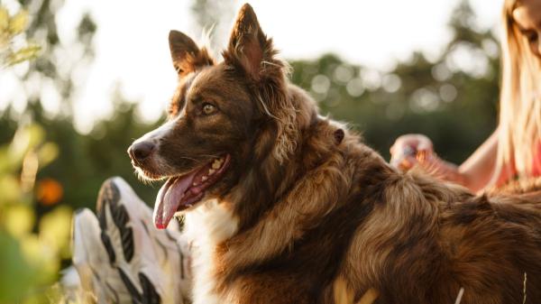 La ley es clara: está prohibido enterrar mascotas en el campo y las multas pueden alcanzar los 60.000 euros - Las multas por incumplir esta norma pueden alcanzar los 60.000 euros