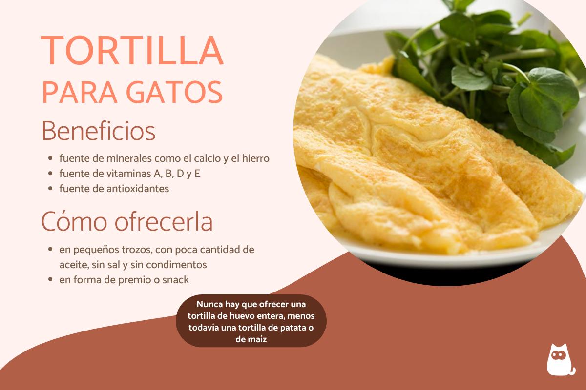 ¿Los gatos pueden comer tortilla?