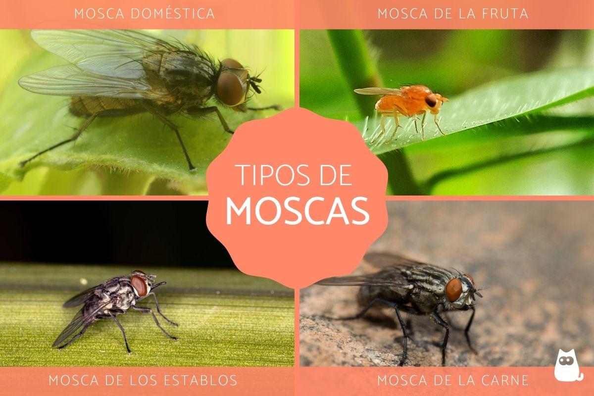 Tipos de moscas