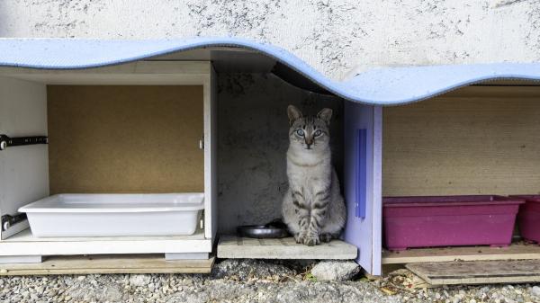 La Ley de Bienestar Animal cambia el futuro de los gatos callejeros: ya no pueden sacrificarse ni retirarse salvo en estos casos - Censos, veterinarios y método CER: las nuevas tareas de los municipios con los gatos callejeros