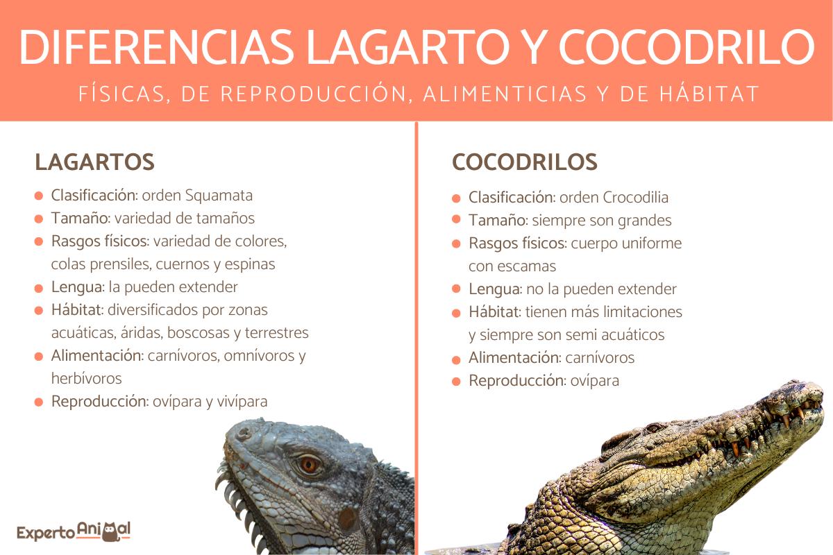 Diferencias entre lagarto y cocodrilo