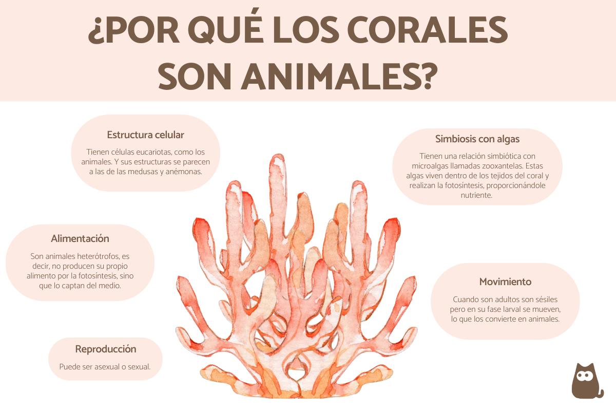 ¿El coral es un animal o una planta?