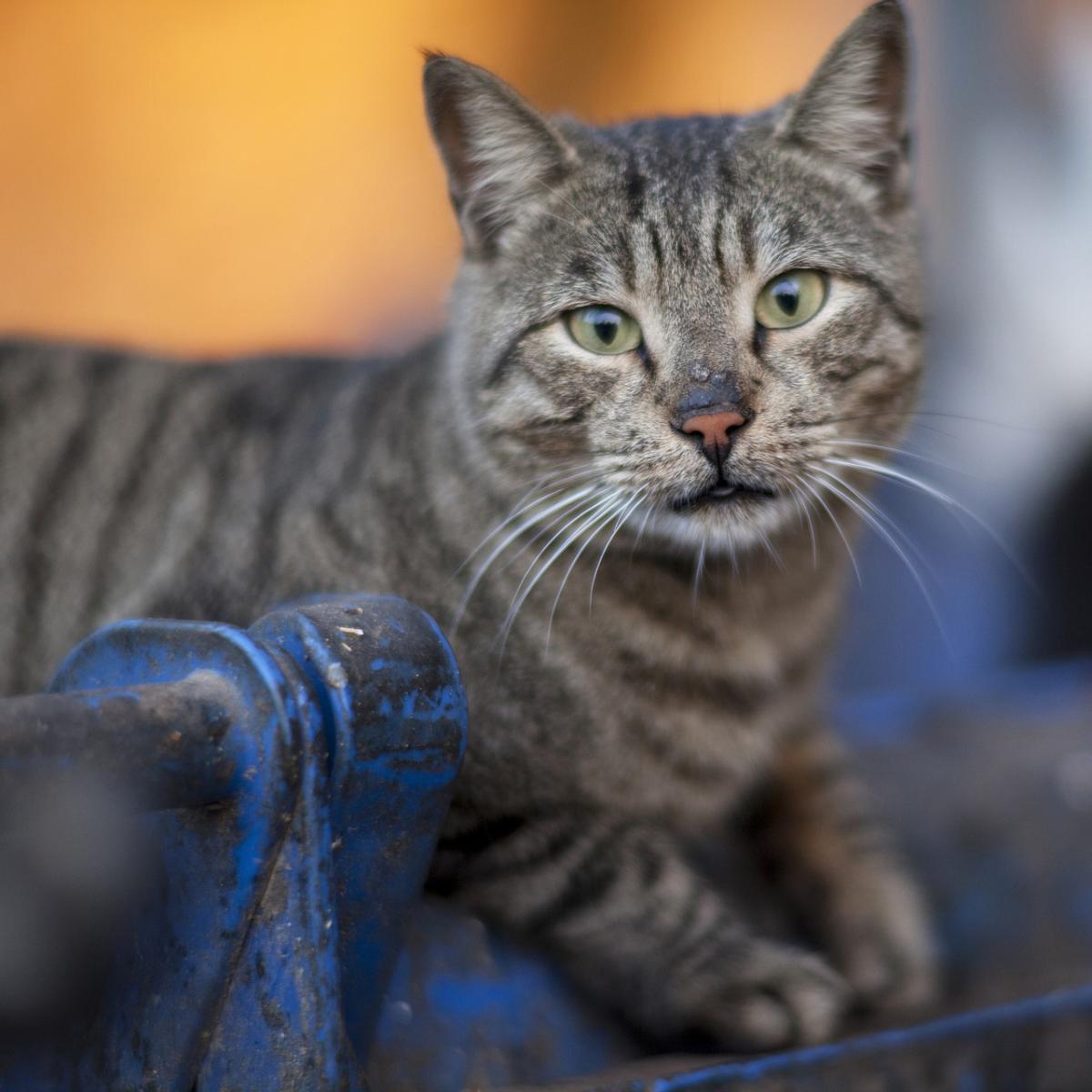 Enfermedades que puede transmitir un gato callejero