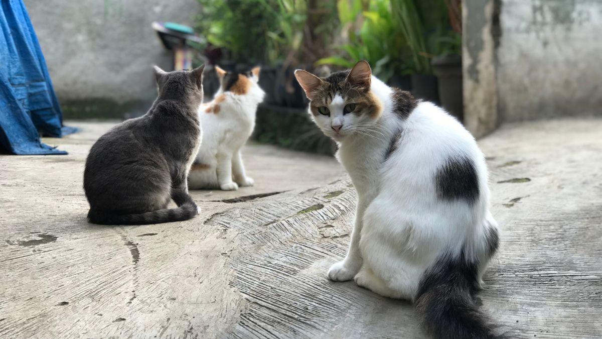 La Ley de Bienestar Animal cambia el futuro de los gatos callejeros: ya no pueden sacrificarse ni retirarse salvo en estos casos