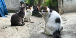 La Ley de Bienestar Animal cambia el futuro de los gatos callejeros: ya no pueden sacrificarse ni retirarse salvo en estos casos