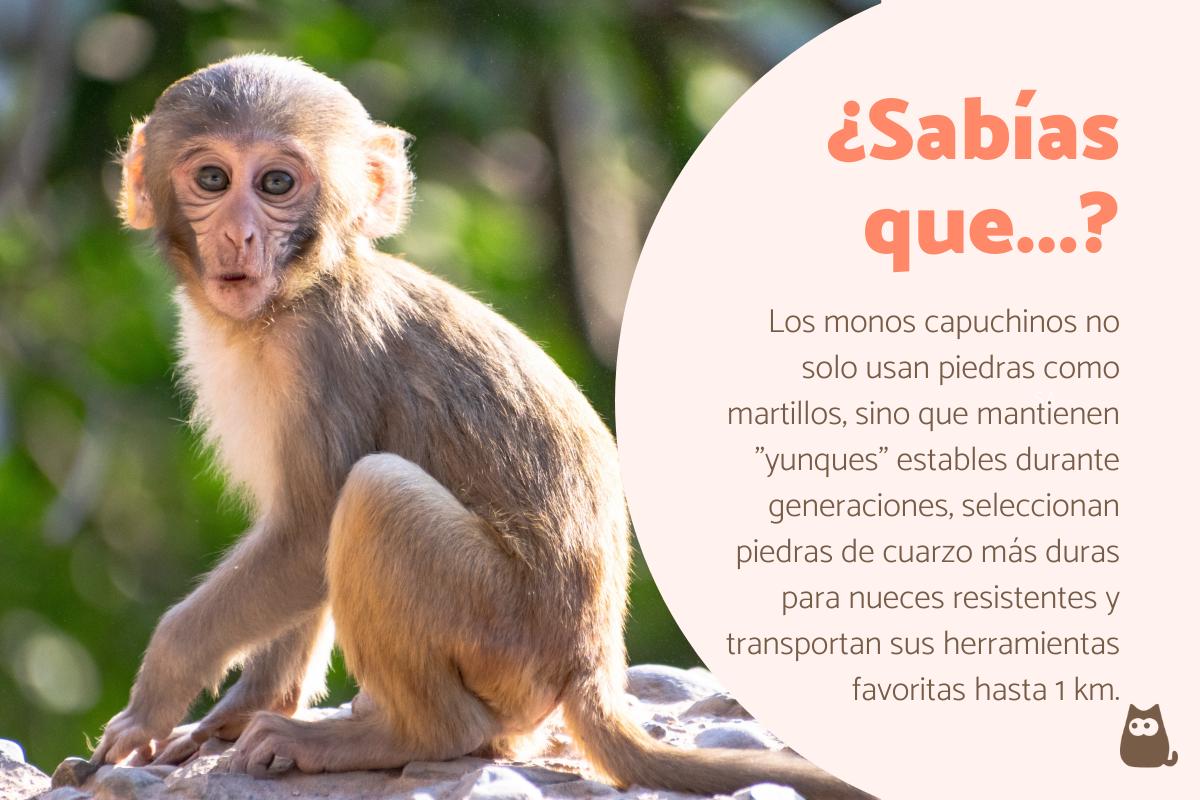 Curiosidades de los monos
