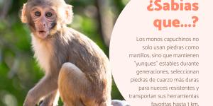 Curiosidades de los monos