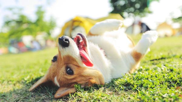 La frontera entre un perro feliz y uno sobreestimulado está en su lenguaje corporal: “Correr y saltar sin parar no siempre es señal de felicidad” - El lenguaje corporal de los perros como indicador de su estado emocional