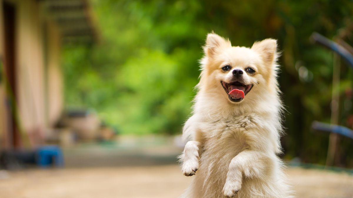 La frontera entre un perro feliz y uno sobreestimulado está en su lenguaje corporal: “Correr y saltar sin parar no siempre es señal de felicidad”