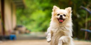 La frontera entre un perro feliz y uno sobreestimulado está en su lenguaje corporal: “Correr y saltar sin parar no siempre es señal de felicidad”