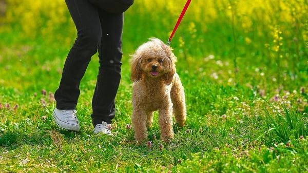 La frontera entre un perro feliz y uno sobreestimulado está en su lenguaje corporal: “Correr y saltar sin parar no siempre es señal de felicidad” - La rutina que recomiendan los expertos para reducir el estrés y la sobreexcitación