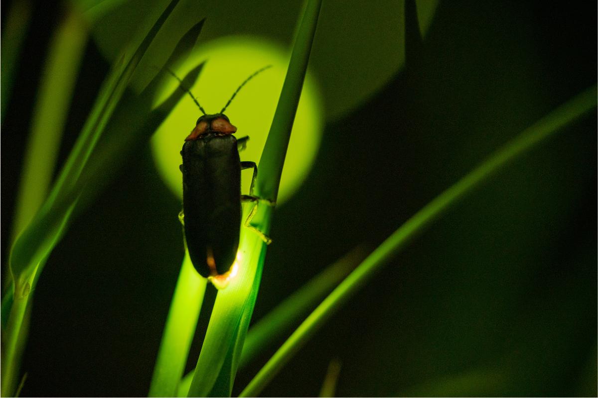 ¿Qué comen las luciérnagas y dónde viven?