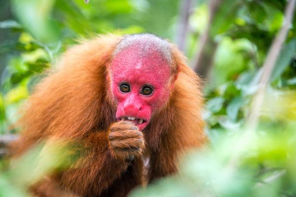 Curiosidades de los monos - Señales faciales coloridas