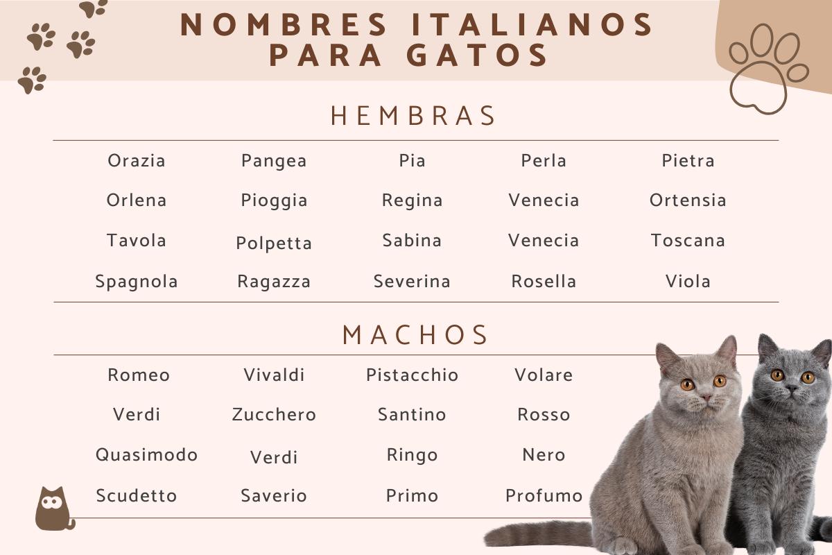Nombres en italiano para gatos