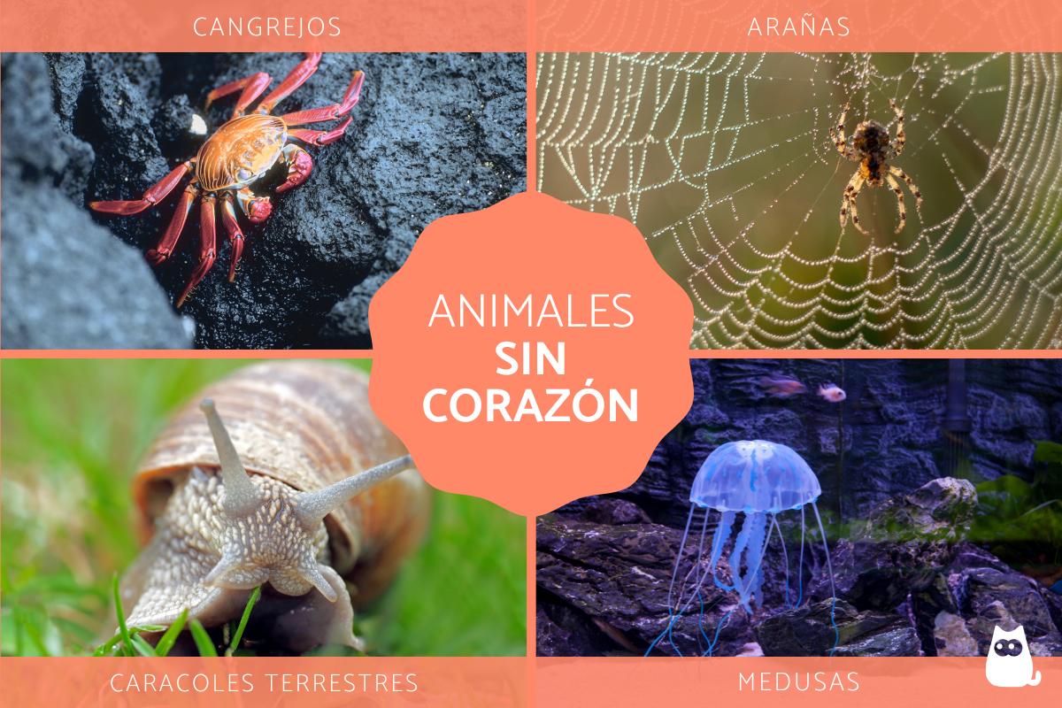 Animales que no tienen corazón