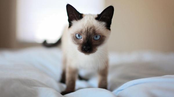 Europa endurece las normas para perros y gatos: el 30 de agosto entra en vigor el nuevo reglamento y esto es lo que cambia - El 30 de agosto será solo el comienzo de un cambio europeo que se desplegará durante años