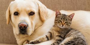 Europa endurece las normas para perros y gatos: el 30 de agosto entra en vigor el nuevo reglamento y esto es lo que cambia