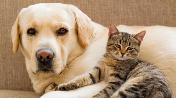 Europa endurece las normas para perros y gatos: el 30 de agosto entra en vigor el nuevo reglamento y esto es lo que cambia
