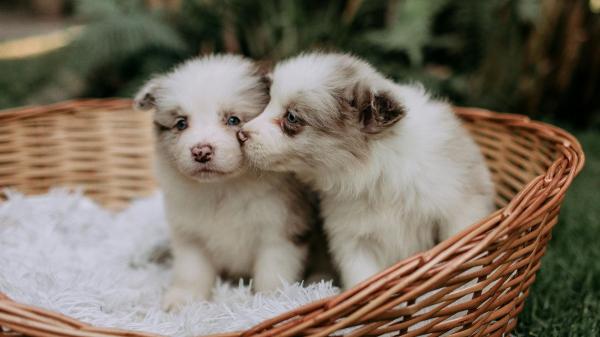 Europa endurece las normas para perros y gatos: el 30 de agosto entra en vigor el nuevo reglamento y esto es lo que cambia - Límites en la cría y mejoras en las condiciones: las normas que empezarán a aplicarse en 2028