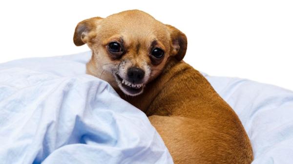 ¿Por qué tu perro te gruñe y te enseña los dientes? Esto es lo que significa y cómo actuar - ¿Cómo reconocer las señales de advertencia antes de un posible ataque de tu perro?