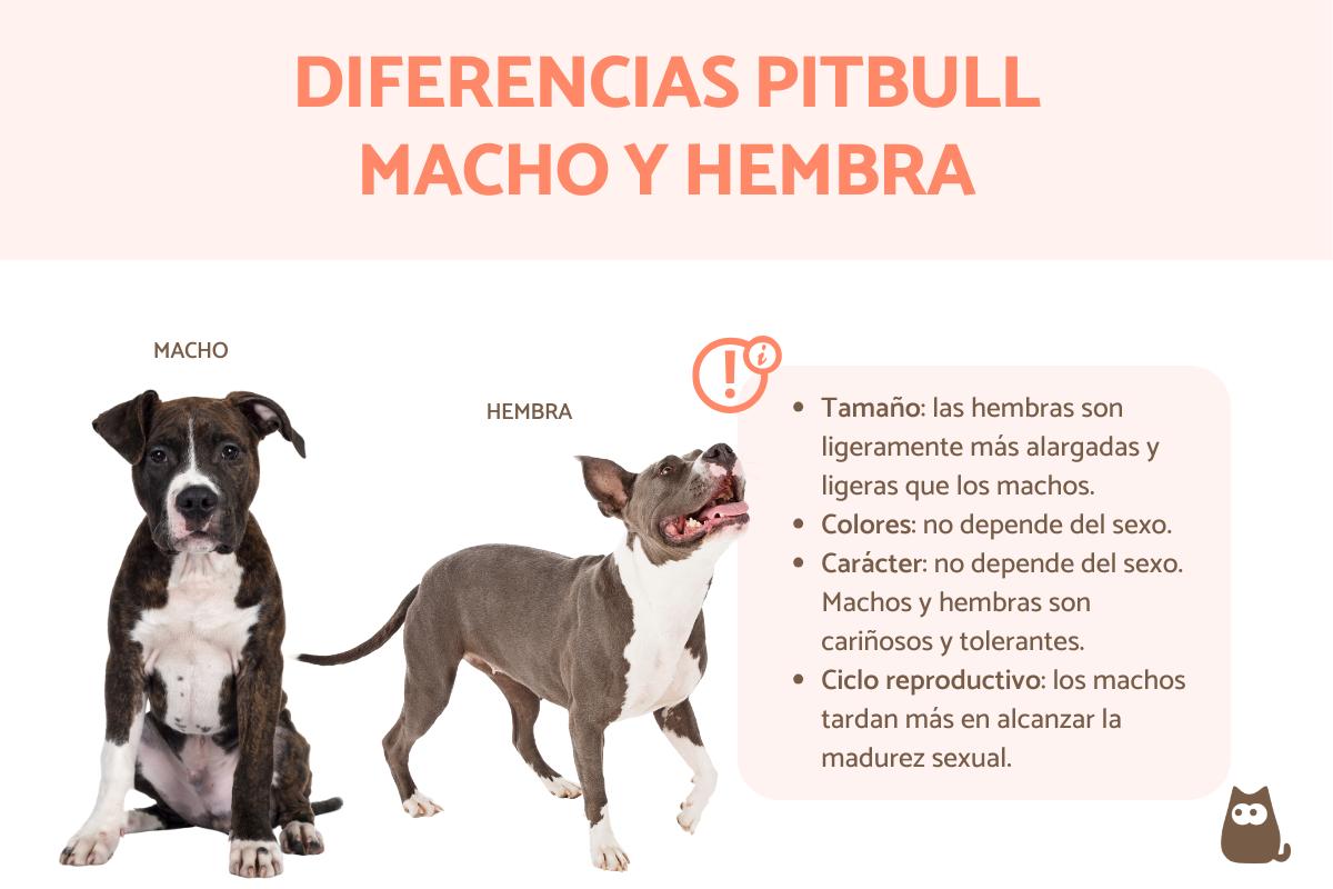 Diferencias entre pitbull macho y hembra