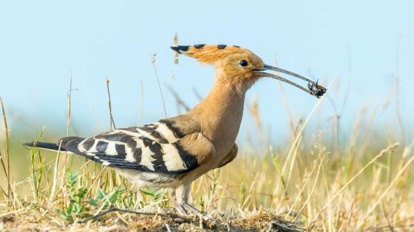 Ver una abubilla en el jardín o cerca de casa no es casualidad: esto significa su presencia - La abubilla aparece en tu jardín por una razón: busca alimento en la tierra