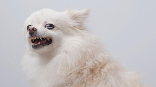 ¿Por qué tu perro te gruñe y te enseña los dientes? Esto es lo que significa y cómo actuar - Las razones por las que tu perro te gruñe y enseña los dientes