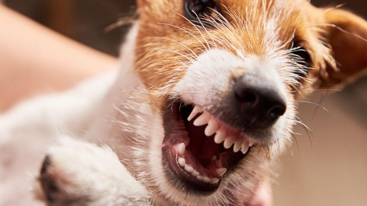 ¿Por qué tu perro te gruñe y te enseña los dientes? Esto es lo que significa y cómo actuar