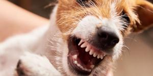 ¿Por qué tu perro te gruñe y te enseña los dientes? Esto es lo que significa y cómo actuar