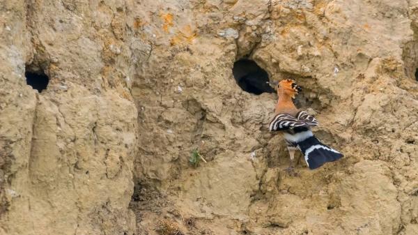 Ver una abubilla en el jardín o cerca de casa no es casualidad: esto significa su presencia - También puede visitar tu casa porque busca un lugar donde anidar