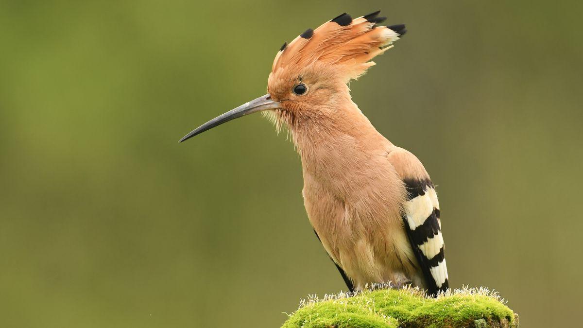 Ver una abubilla en el jardín o cerca de casa no es casualidad: esto significa su presencia