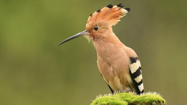 Ver una abubilla en el jardín o cerca de casa no es casualidad: esto significa su presencia
