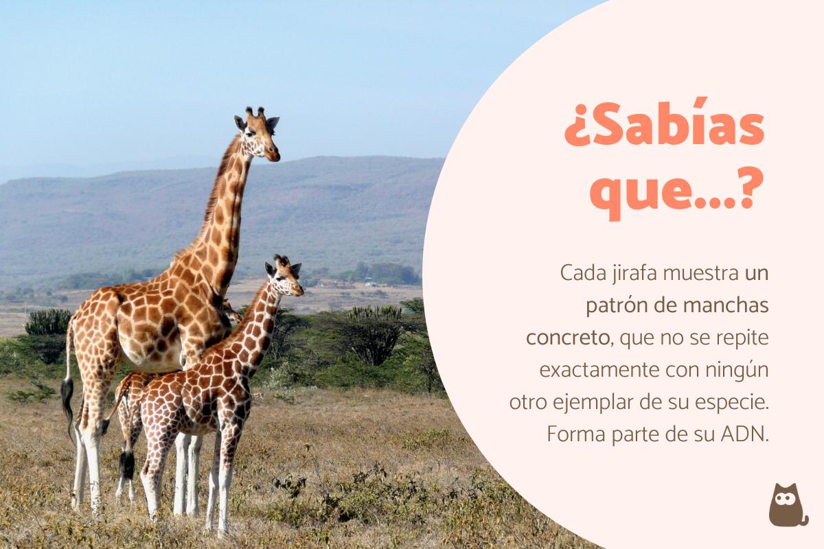 Curiosidades de las jirafas