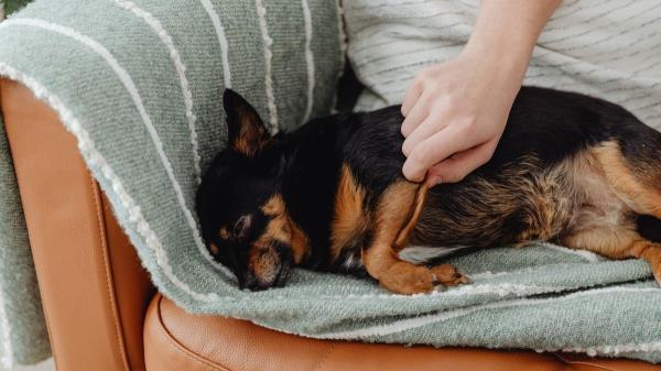 ¿Tu perro tiembla mientras duerme? Cómo saber si está soñando o si debes preocuparte - Estas señales pueden indicar un problema de salud