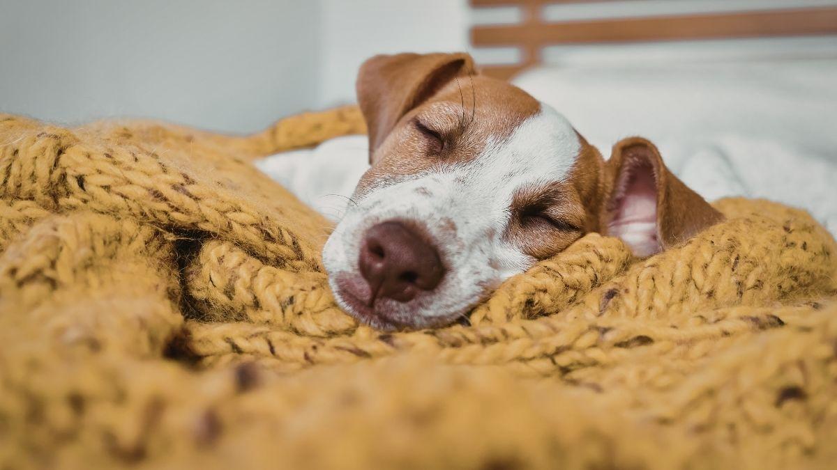 ¿Tu perro tiembla mientras duerme? Cómo saber si está soñando o si debes preocuparte