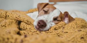 ¿Tu perro tiembla mientras duerme? Cómo saber si está soñando o si debes preocuparte