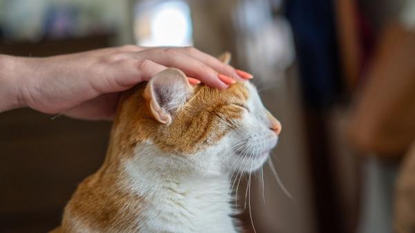 Si tu gato te da cabezazos, esto es lo que significa realmente (y dice mucho de vuestra relación) - Cómo responder a sus cabezazos: la mejor forma de decirle que tú también le quieres